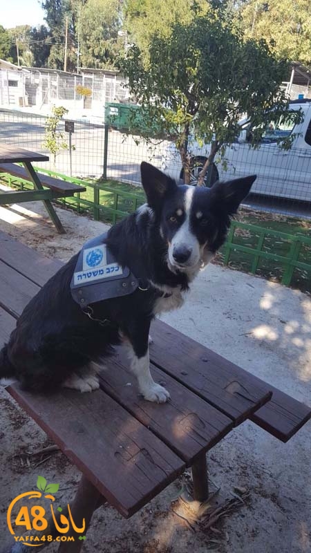 polices dogs (2).jpg